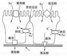 葡萄糖、胺基酸繼發主動轉運示意圖