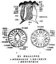 水螅身體內部結構