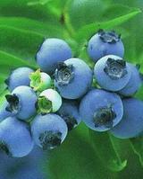 blueberry