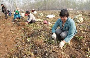 張集村[安徽濉溪縣雙堆集鎮下轄村]