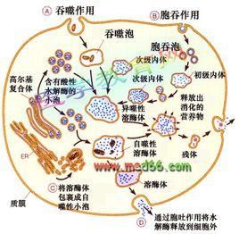 自噬性溶酶體