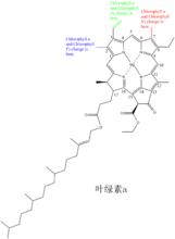 葉綠素a的完整結構