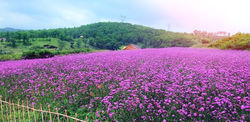 薰衣草莊園