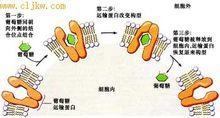 紅細胞質膜載體蛋白促進葡萄糖擴散示意圖