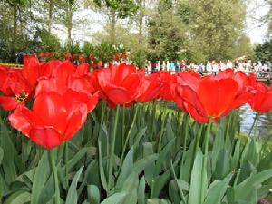 （圖）庫肯霍夫鬱金香公園