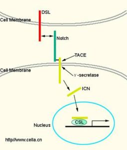 Notch信號途徑