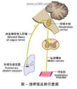 肺擴張反射