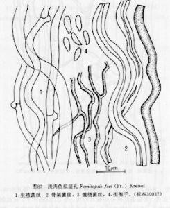 淺肉色擬層孔