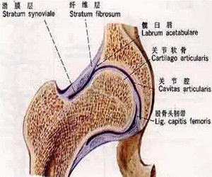 滑膜關節