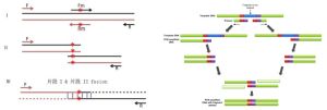 甲基化特異性pcr