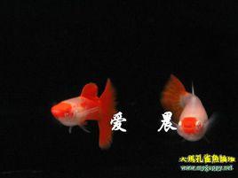 鴻運當頭魚