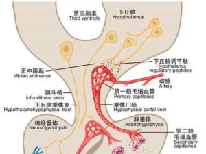 非酮性高滲性糖尿病昏迷