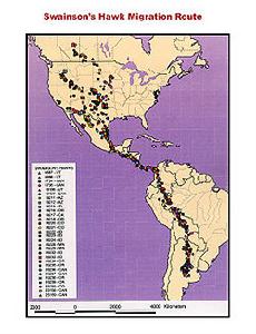 斯溫氏鵟的遷徙路線