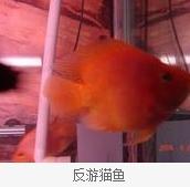 反游貓魚