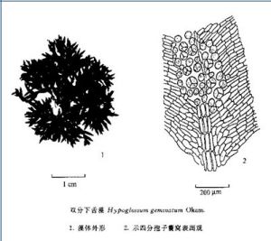 雙分下舌藻