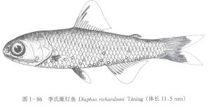 李氏眶燈魚，體長11.5MM