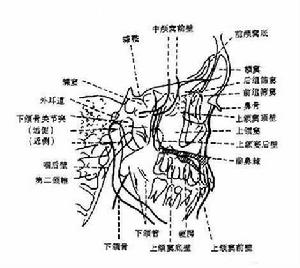 （圖）側顱底腫瘤