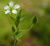 小花無心菜