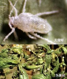 桃粉大尾蚜