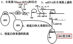 延長因子