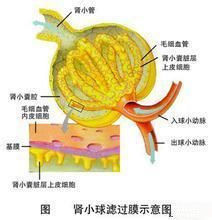 腎小球濾過率