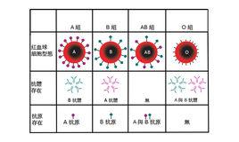 Rh陽性血型