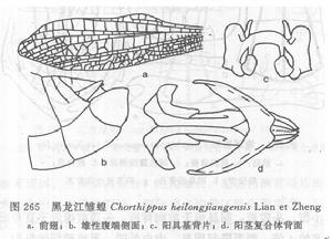 黑龍江雛蝗