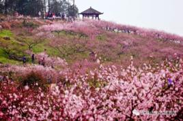 虎峰山桃花節