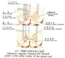 脊髓白質固有束示意圖