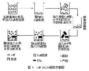 酶聯免疫測定