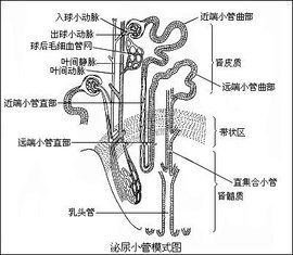 排泄系統