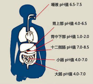 酸性體質