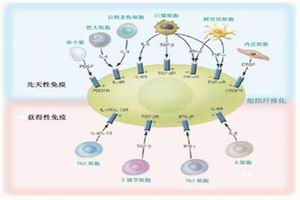 特發性瀰漫性肺纖維化