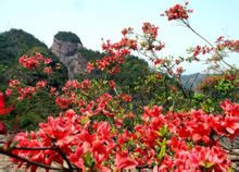 冠豸山植物