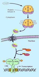 cAMP信號與基因表達