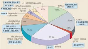 轉座子的墳場——人類基因組