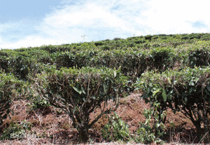 大黑山生態茶園