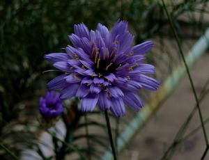 藍箭菊