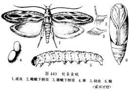 桃條麥蛾