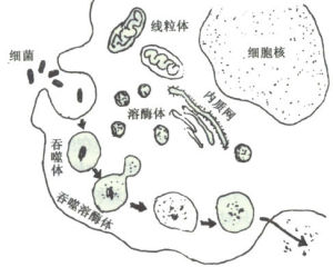 結核性腸系膜淋巴結炎