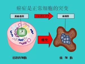 細胞癌基因