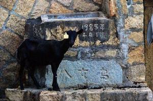 大竹島[泉州惠安淨峰鎮大竹島]