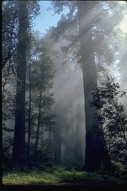 （圖）霧中的紅木林