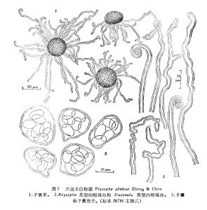 六道木白粉菌