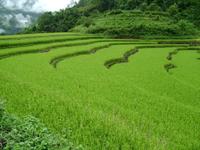 水稻種植