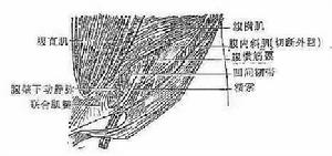 （圖）腹壁結構圖