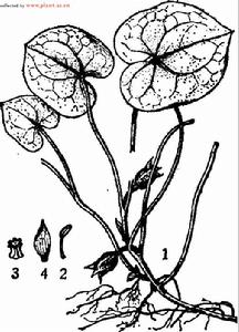 銅錢細辛，圖註：1.植株，2．雄蕊，3.柱頭，4.鱗片葉。