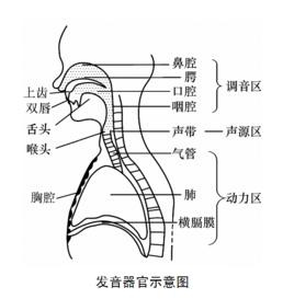 人體共鳴器官