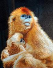 snub-nosed monkey