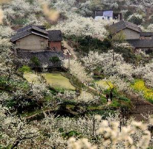 合興鎮合興村土種清脆李示範園